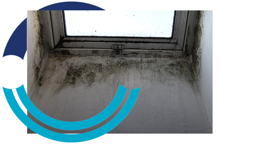 mold-in-high-window-brooklyn-ny