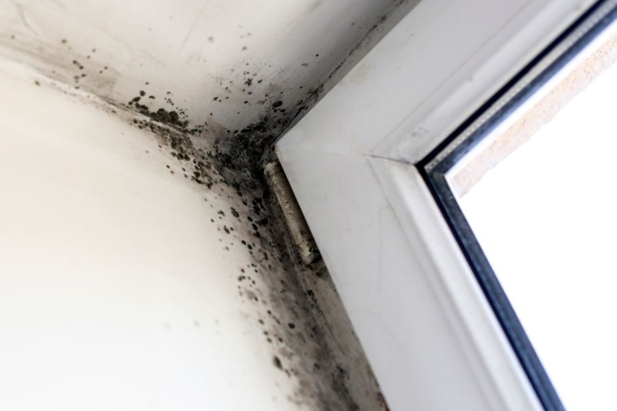 house interiors corner with mold damage brooklyn ny